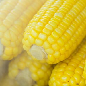 Fresh steaming corn on the cob, perfect for a healthy and nutritious meal.
